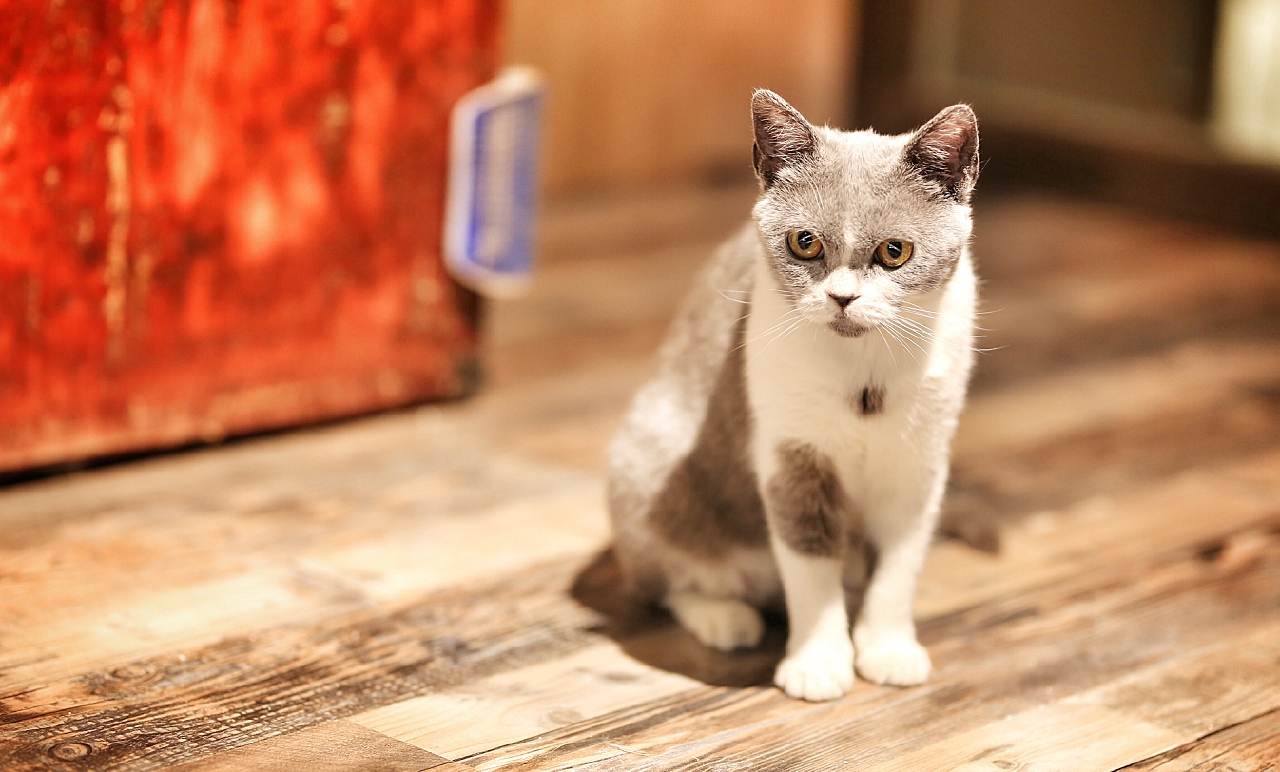 猫小猫最新作品探秘，制作指南与手工艺任务完成技巧